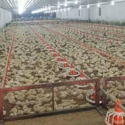 Automatic Poultry Equipment for Farm House Chicken Broiler Ground Floor Feeding Line Chicken Feeding System