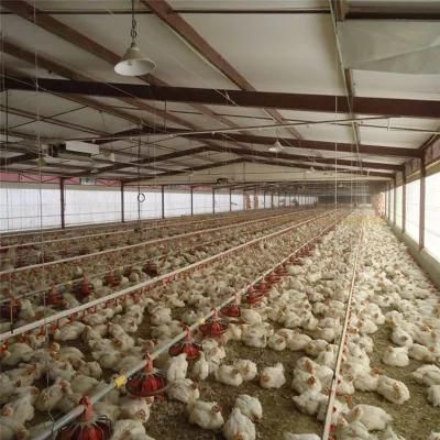 Easily Assemble Hot Sale Full Set Chicken Feeding System Farm