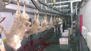Sheep Goat Skinning Removal Flaying Machine for Slaughterhouse