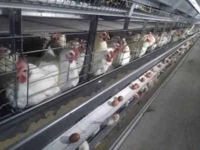 Hot-DIP Galvanized Steel Automatic Poultry Battery Chicken Cage for Layers