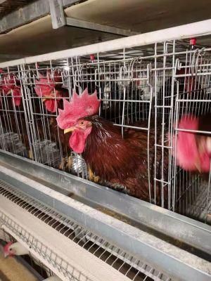 Poultry Farm Animal Cages Chicken Hens Breeding Laying Cage Equipment Egg Layer Automatic for Sales Battery Chicken Layer