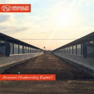Complete Poultry Housing Project/Ground Chicken Breeding Equipment