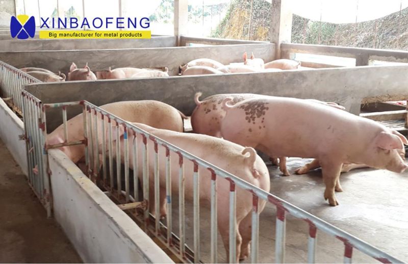 Double-Faced Pig Feed Trough in Pig Farm