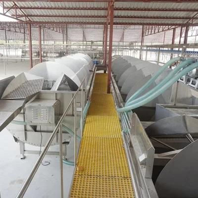 Raniche Broiler Chicken Slaughter Equipment/Scalder and Plucker Machine for Poultry Processing Plant