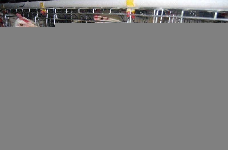 a Type Stable Automatic Chicken Cage Equipment