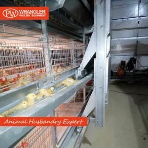 Poultry Farm Baby Chick Brooder Cage Day Old Chicken Cage Battery Pullet Rearing Cage