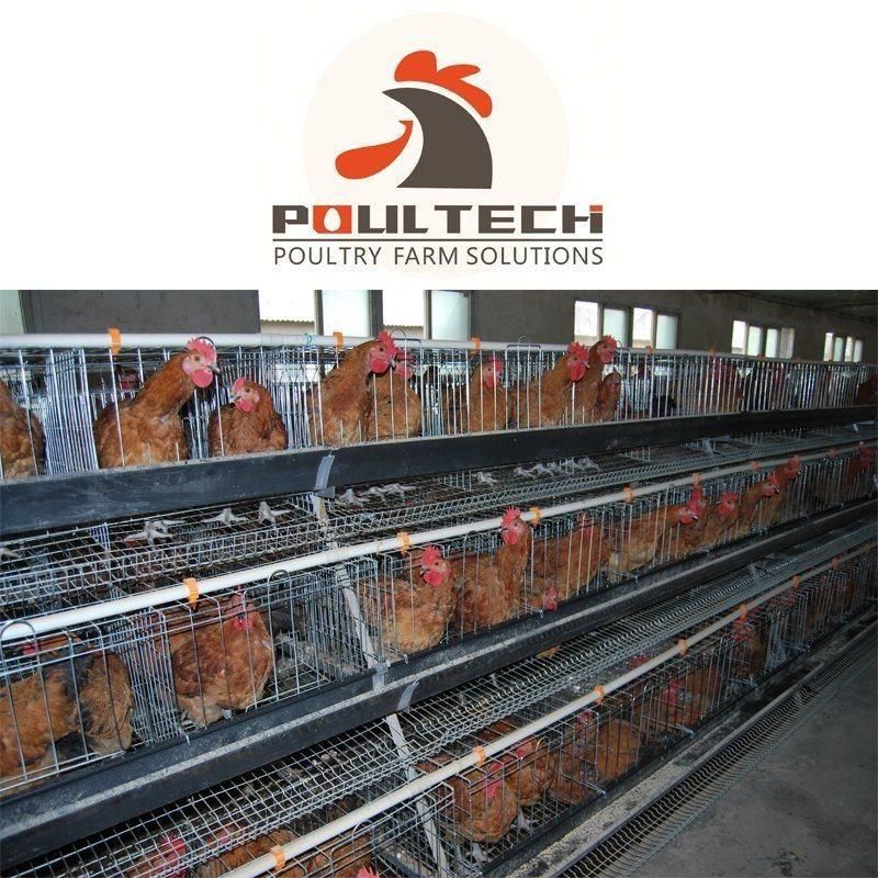 a Type Layer Cage Raising Equipment for 22000 Birds Layer Project