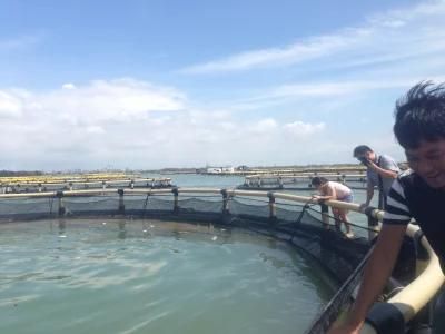 Floating Aquaculture Fish Farming Cage with PE Net