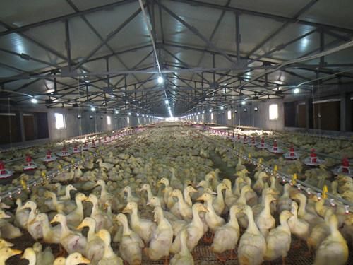 Steel Structure Duck House/Poultry House