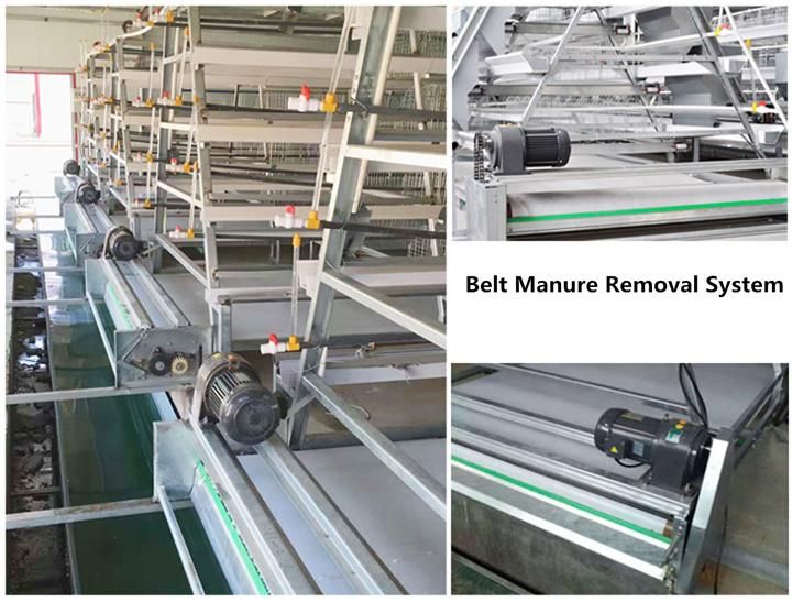Automatic Poultry Farm Layer Cage System