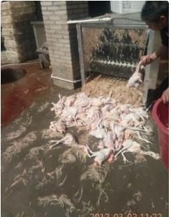 Slaugter Machine for Chicken