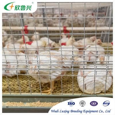 Broiler Chicken Farm Shed Automatic H Type 3 Tiers 4 Tiers Chicken Cage Feeder for Broiler