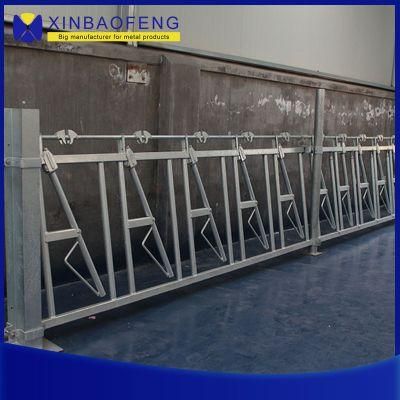 Cattle Feeding Equipment Cow Headlocks Customized Design for Dairy Farm for Sale