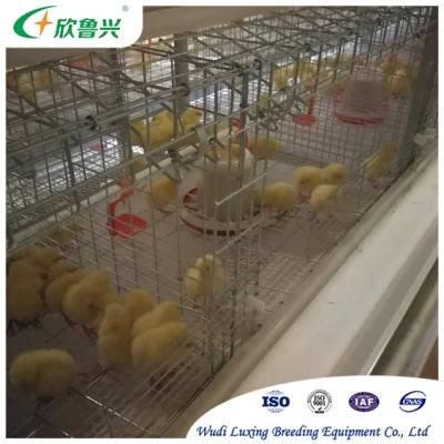 Chicken Cage Good Sale Poultry Farm H Type Chicken Cage with Automatic Poultry Farm