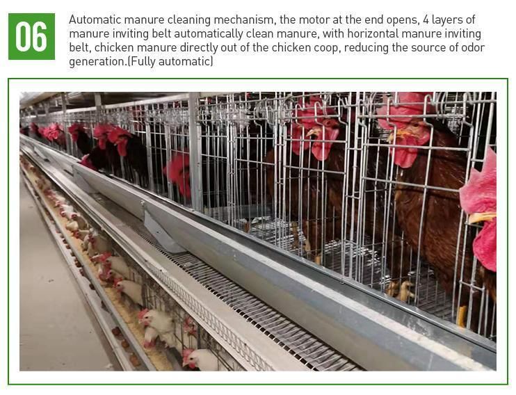 Modern Design H Type Poultry Farms Equipment Automatic Battery Layer Chicken Cages
