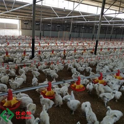 Automatic Chicken Poultry Farm Equipment for Broiler