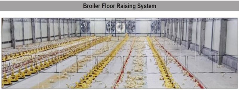 Broiler Chicken Farm Equipment H Type Layer Battery Chicken Cage for Farming Shed