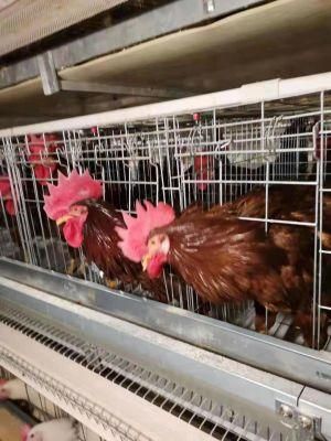 Super Sale Low Price Factory Supply Battery Chicken Layer Cage for Pakistan Farm