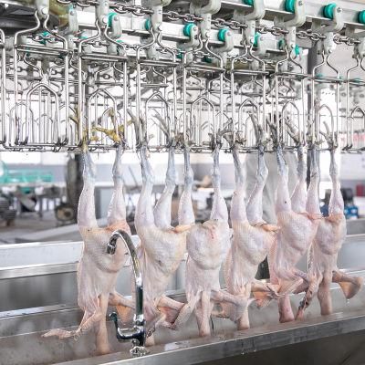 Qingdao Raniche Chicken Butchering Slaughterhouse Equipment