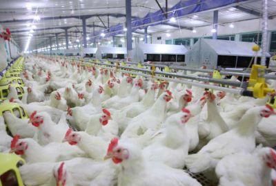 Female Breeder Chicken Parents Farm Equipment with Feeding Line and Drinking Line