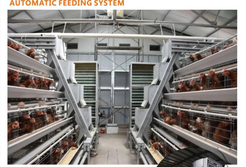 Modern Poutry Farming and Chicken Cage with Equipment and Design for Free