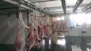 Sheep Slaughtering Equipment V Type Conveyor for Slaughter Line