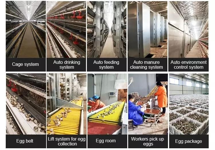 Factory Price Quail Cage with Automatic Egg Collection Equipment