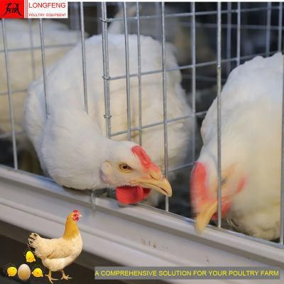 Longfeng Large Scale Poultry Farming Stable Running Chicken Farm Equipment with Factory Price