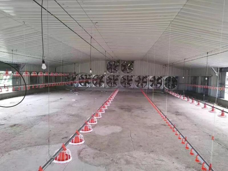 Poultry Farm House Design / Egg Chicken House Design for Layers Chicken House