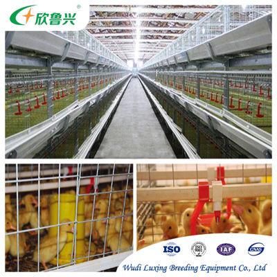Poultry Farm Layer Cage Chicken Farm Layer Cages for Sale in Zimbabwe
