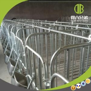 Anticorrosion Pig Farm Equipment Popular with Modern Pig Farm