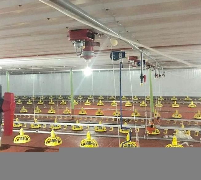 Automatic Broiler Feeding System Floor Feeding System for Broiler Chicken Farm House Ground Poultry Feed Equipment