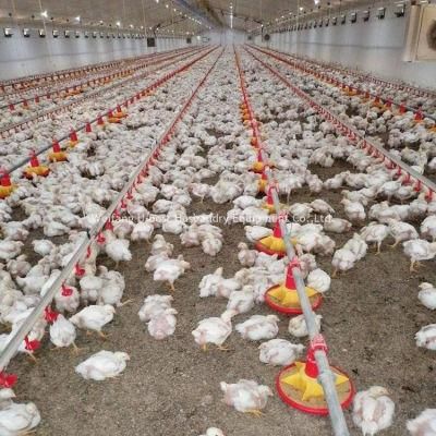 Broiler Floor Raising Chicken Farming/Farm Feeding System Automatic Poultry/Equipment