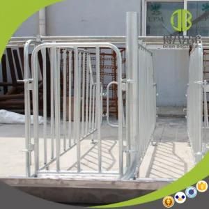 China Pig Breeding Equipment and Gestation Stalls for Sow