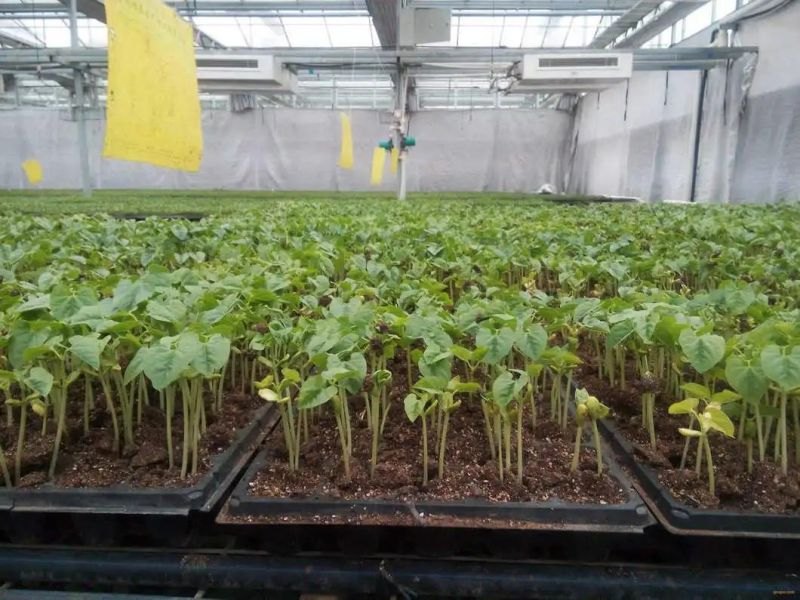 Automatic Vegetable and Flower Nursery Hole Tray Seedling Machine Seeder