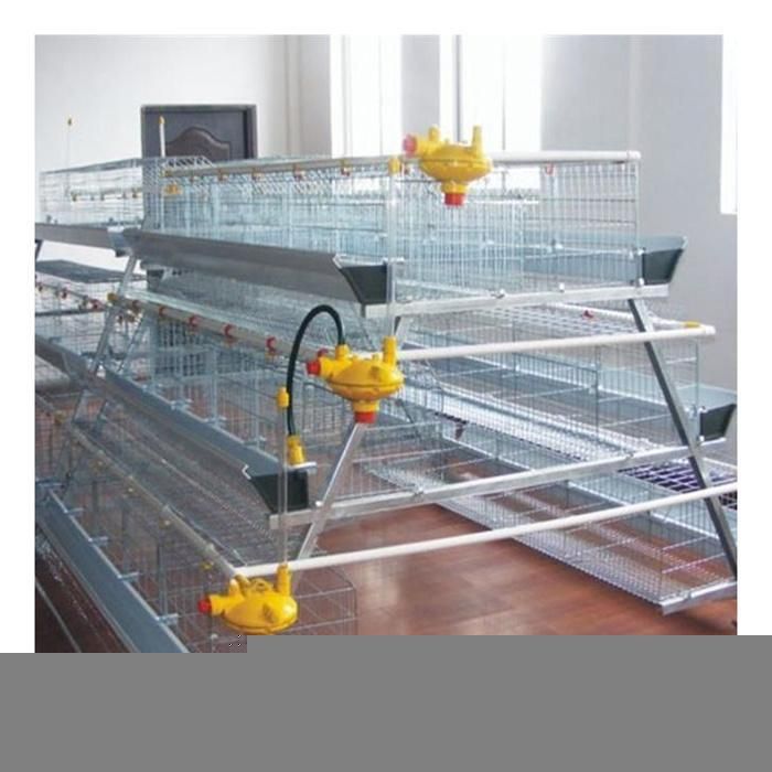 a Type Layer Cage Chicken Cage with Automatic Egg Collecting System