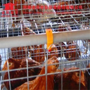 Poultry Chicken Farms Equipment Ayer Chicken Cage