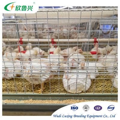 H Frame Automatic Baby Layer Broiler Chicken Battery Pullet Cage for Chicken Farming Farm