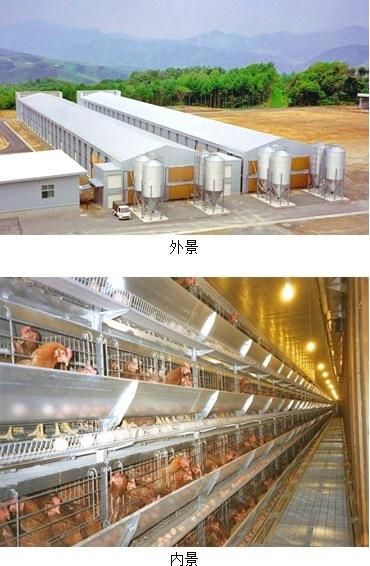 Poultry Feeding Equipment Broiler Chicken Cage