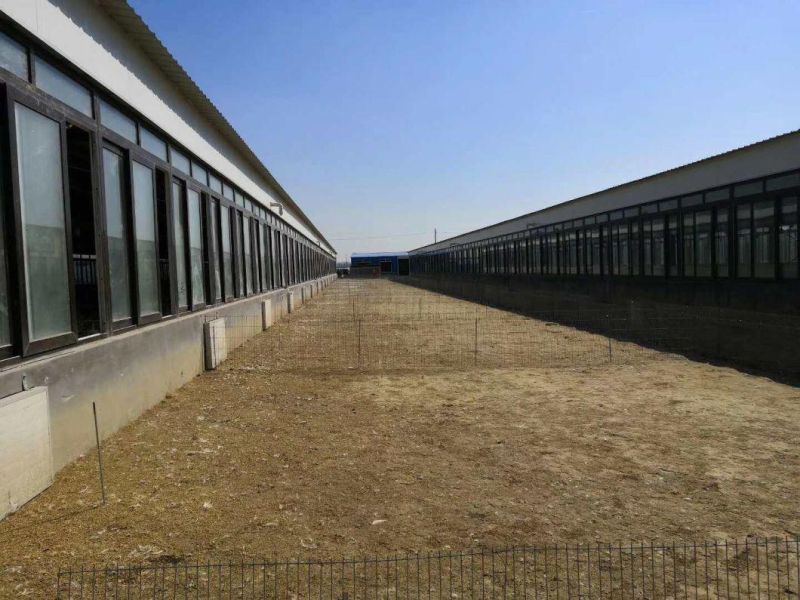 Steel Structure Chicken House