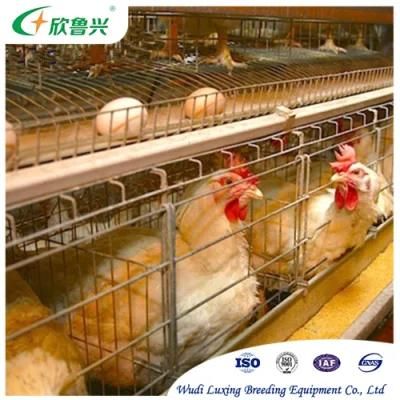 Automatic Egg Broiler Chicken Farm Laying Hens Poultry Battery Cages for Sale