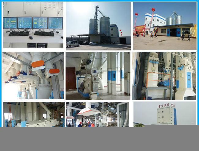 Complete Animal Feed Line for Camel Food Production