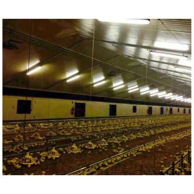 Best Selling Chicken Breeding Equipment