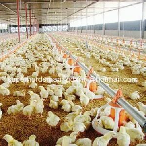Hot Sale Poultry Farm Equipment for Chicken Farm