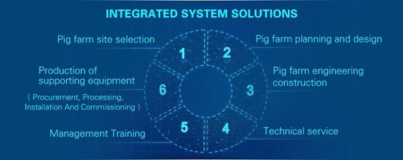 Feeding System for Modern Automatic Pig Farm Equipment