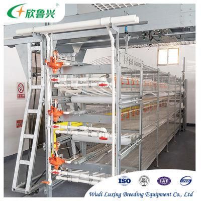 Poultry Husbandry Equipment for Rearing Broiler and Layer Chicken