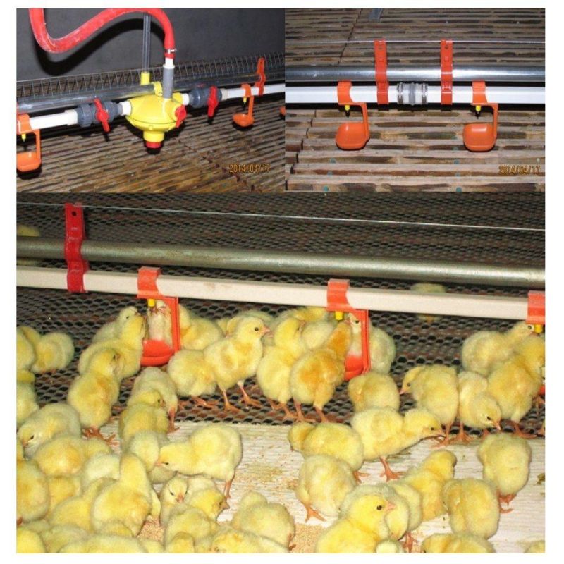 Automatic Ground Feeding System Chicken House Equipment for Broiler