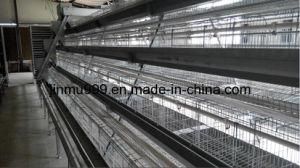 Jinfeng Automatic Chicken Cage for Layer Chicken