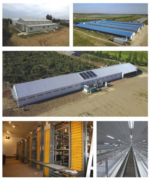 Galvanized Steel Structure Sandwich Chicken House