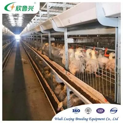 Modern Broiler Chicken Farm Equipment Automatic H Type Poultry Broiler Chicken Battery Cage